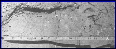 bigfoot footprint.JPG