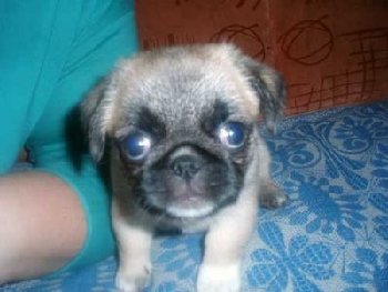Pupsee%21[1].jpg