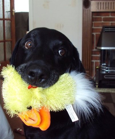 Elliott&Duck.jpg