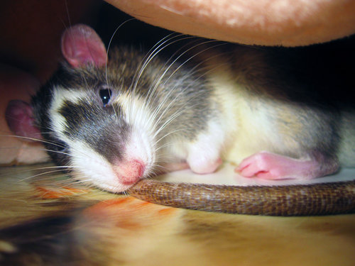 castiel_sleeping_by_sillydogthegreat-d4gia94.jpg