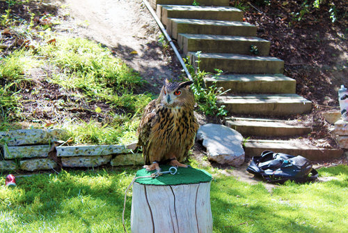 Owl1.jpg