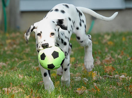 vixen-the-dalmatian-7_38163_2009-12-07_w450.jpg