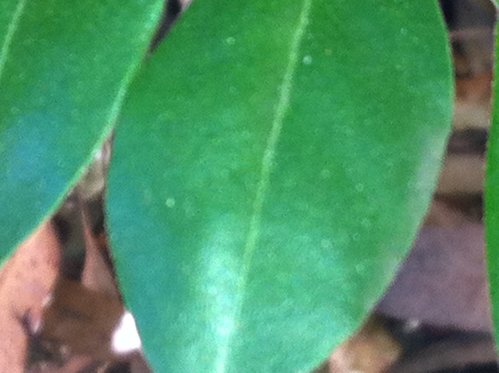 IMG_0157.JPG
