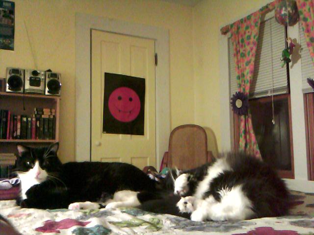 my kitties!!!!.jpg