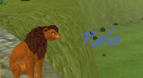 Nalo picture (c) FH designs.jpg