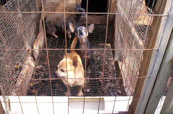 800px-Puppy_mill_01[1].jpg