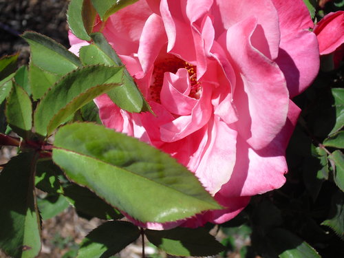 End of May 2012 049.JPG