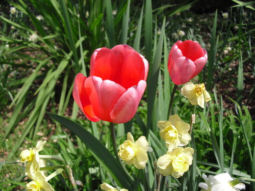 April 2012 Spirit Week Easter Ect 034.JPG