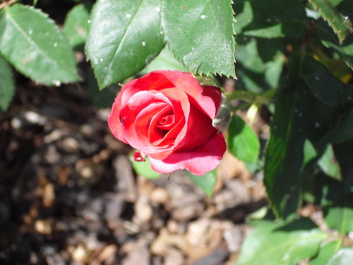 May 2012 003.JPG