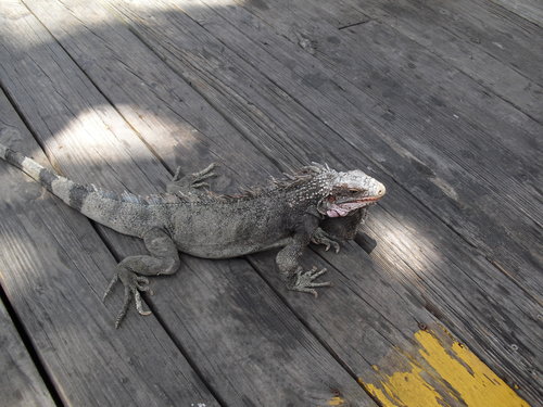 Royal Caribbean Cruise June 2012 194.JPG