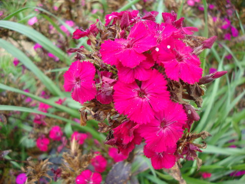 DSC02206.JPG