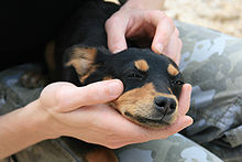 220px-Puppy_near_Coltani_-_17_apr_2010.jpg