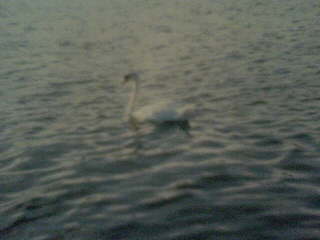 Swan.jpg
