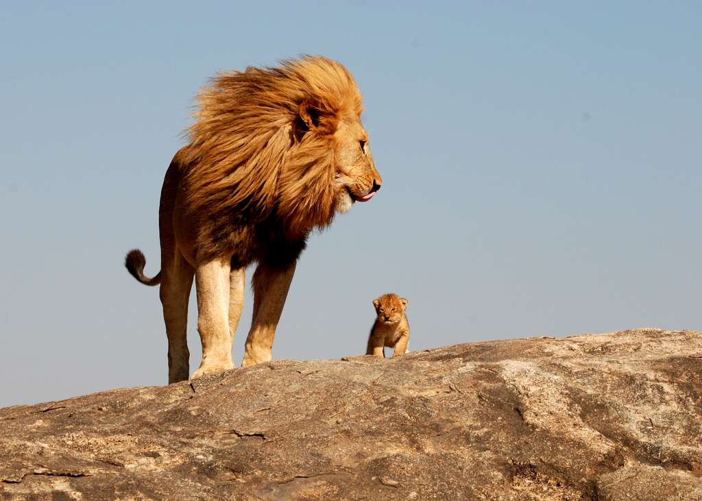 lionking.jpg