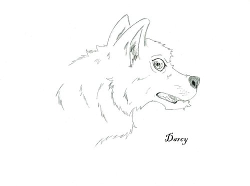 Darcy.jpg