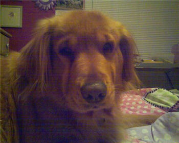 molly.PNG