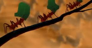 ants.jpg