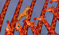 lk_screengrab_212.jpg