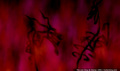 lk_screengrab_347.jpg