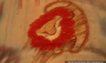 lk_screengrab_568.jpg