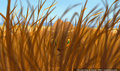 lk_screengrab_577.jpg