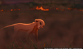 sp_screengrab_387.jpg