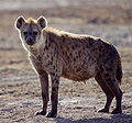 Hyena1.jpg